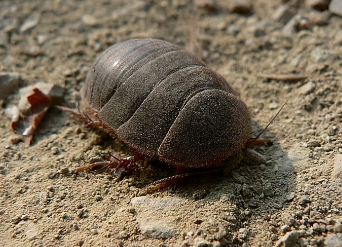 身披铠甲的土肥圆,土鳖不是形容词,而是餐桌上100一斤的美食