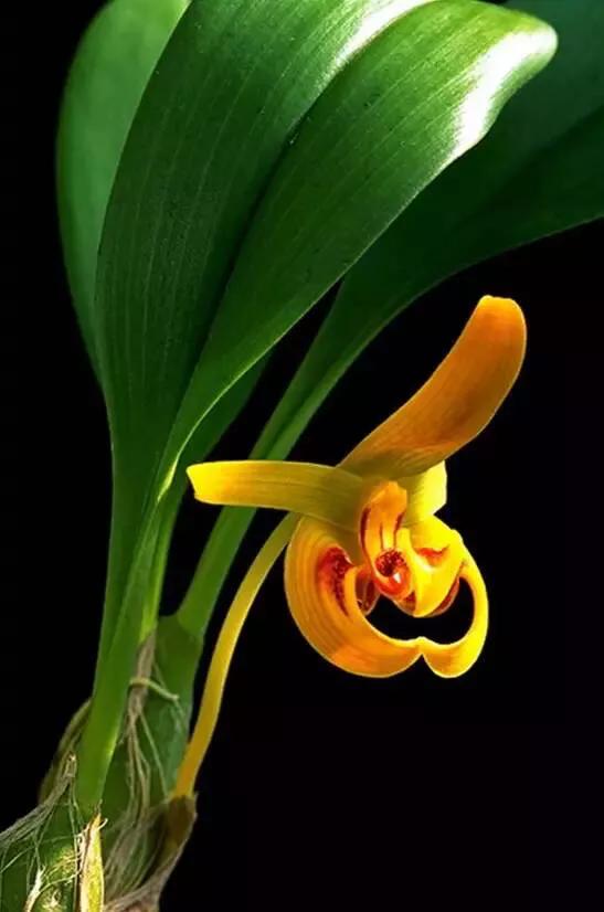 十大绝美兰花图片欣赏,南阳珍稀野生兰花图片