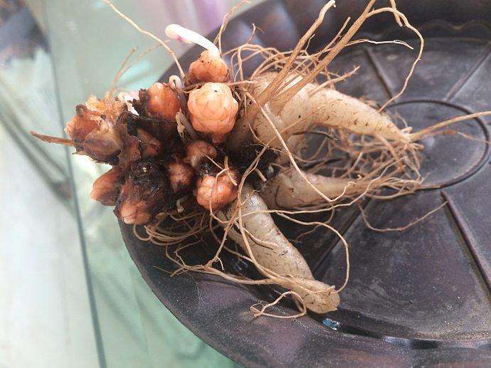 想让花叶绿又茂盛上什么肥,紫叶酢浆草几天可以出苗