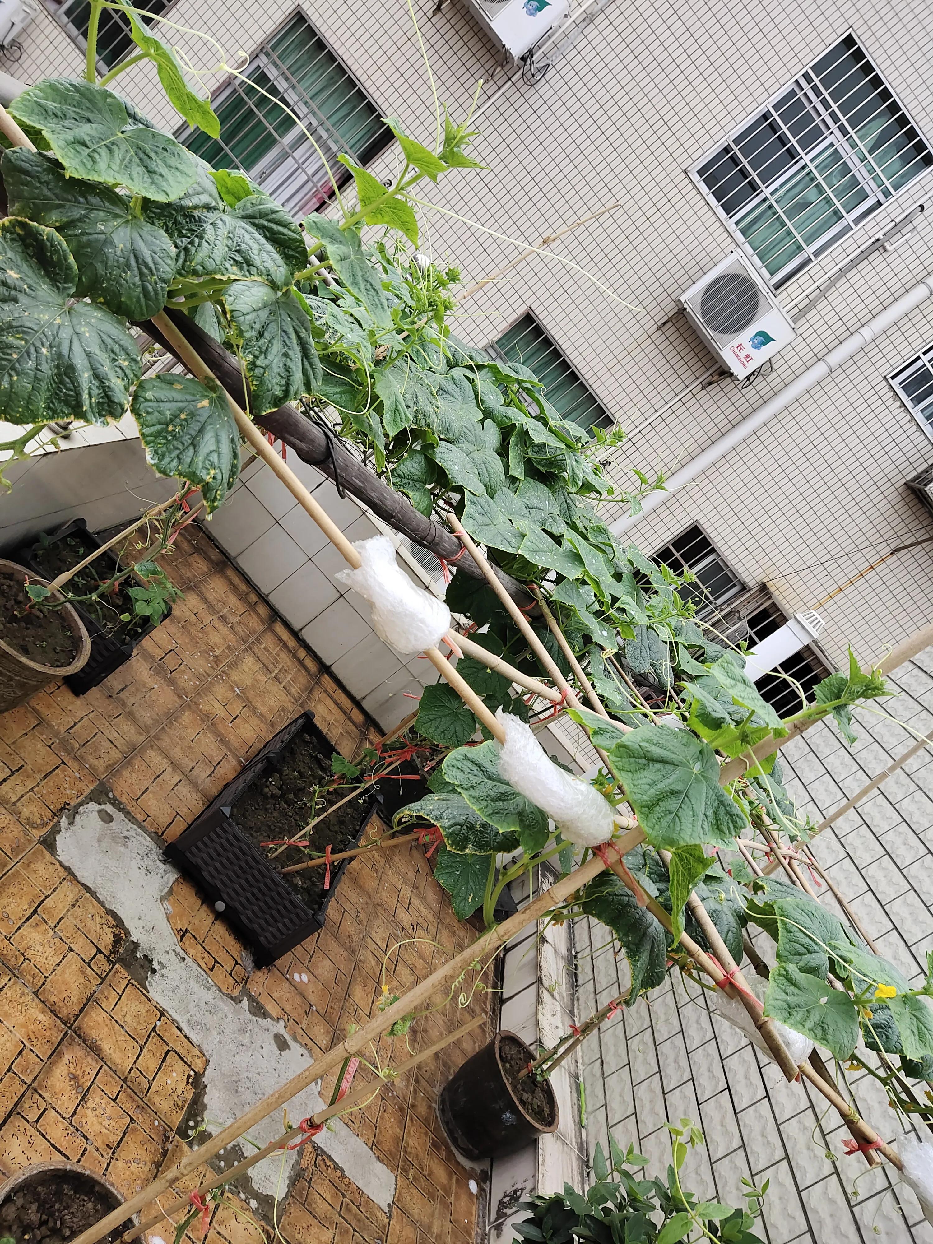 家庭灭黄瓜叶虫好办法,阳台上有小黑点的虫子怎么来的