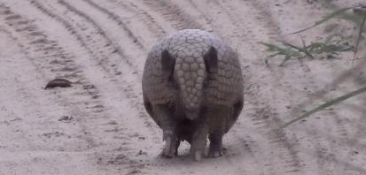 犰狳的防御是最强的吗,犰狳的防御