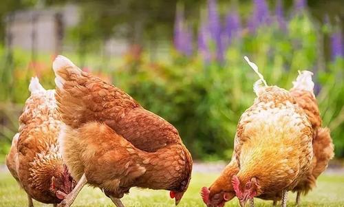 蛋鸡缺钙吃什么补钙,蛋鸡补钙能提升蛋壳质量和厚度么