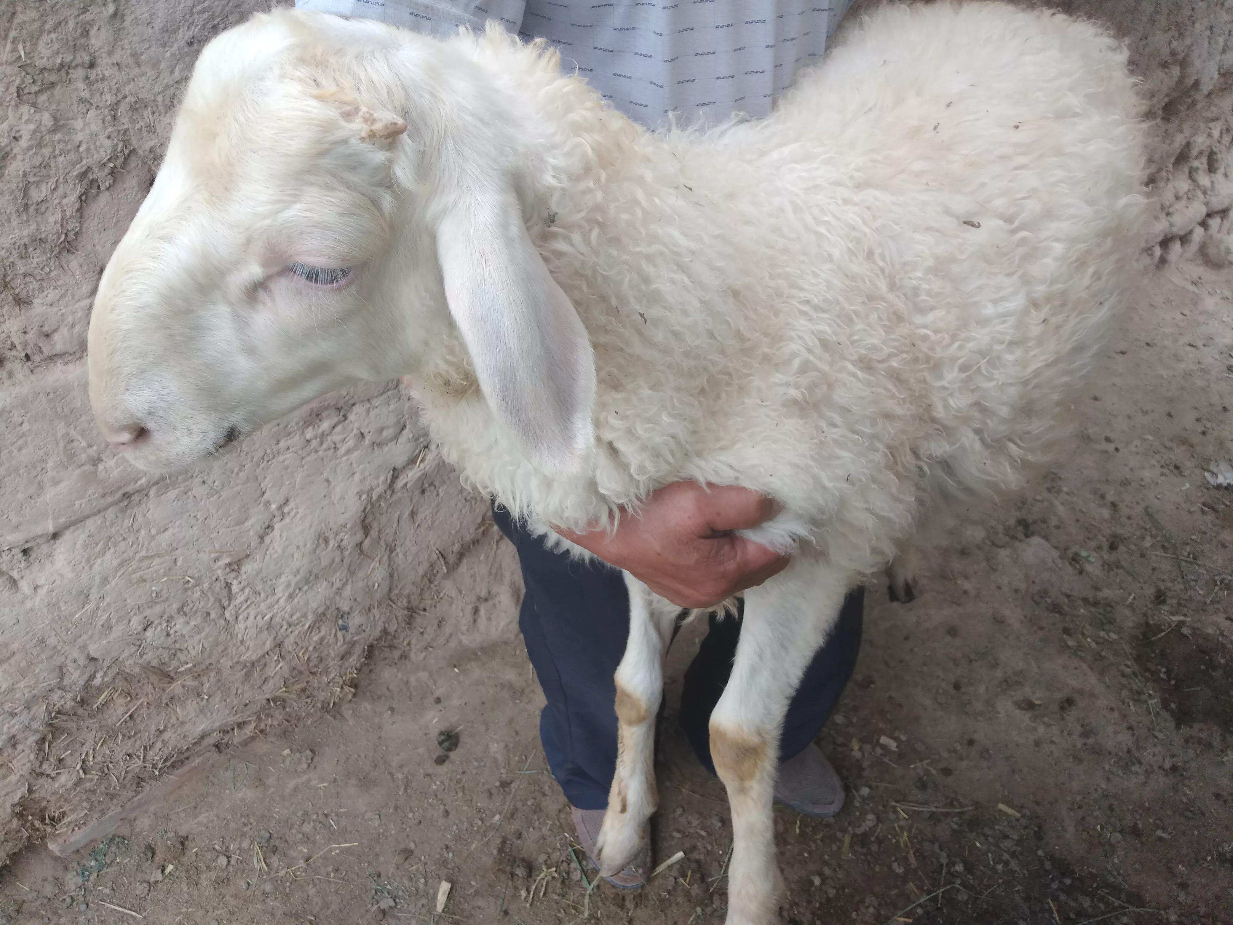 羊价何时能涨起来,羊价低迷怎么办