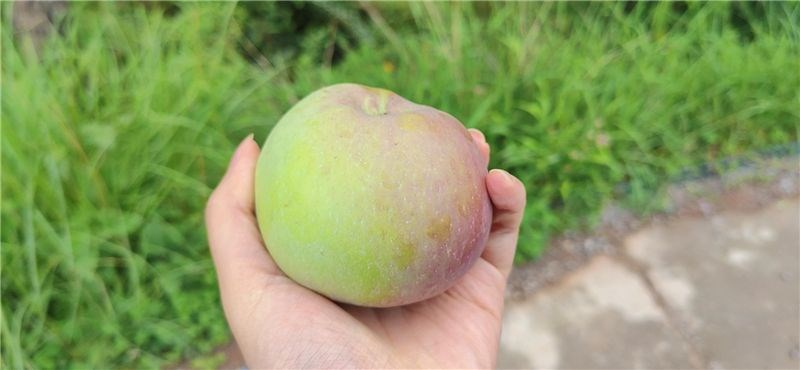 9月份云南有什么好吃水果,云南瓜果飘香有你最爱的吗