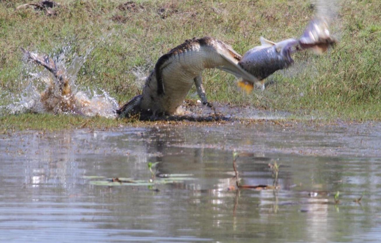 虎鲨捕食鳄鱼,鳄鱼被猎豹抓住
