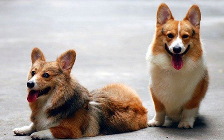 狗狗经常呕吐用什么药好得快,狗狗拉稀呕吐最有效的解决方法