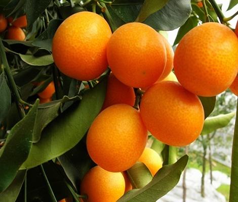 脆甜金桔怎么吃,脆皮金桔怎么那么甜呢