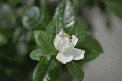 你是几月出生就注定你是什么性格,每月用什么花来代表人的性格