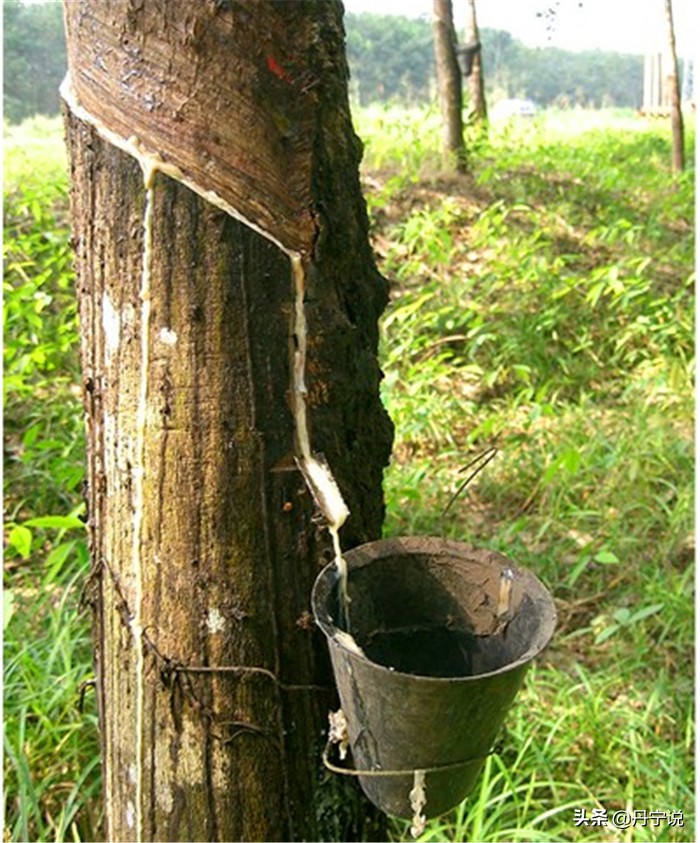 橡胶鞋底透不透气,橡胶鞋底耐不耐穿