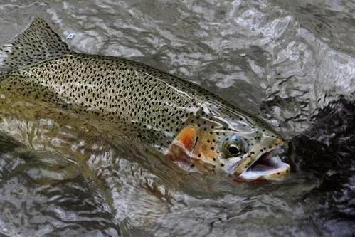 中国最好吃的4大淡水鱼,中国特别好吃的10种淡水鱼