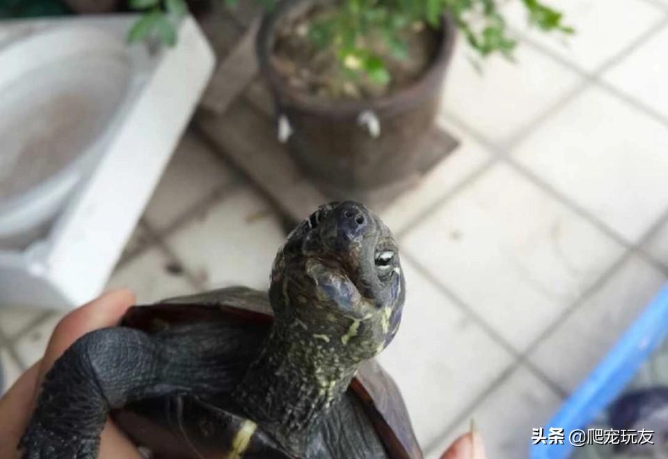 普通买的那种龟长什么样子,什么样的龟最值钱