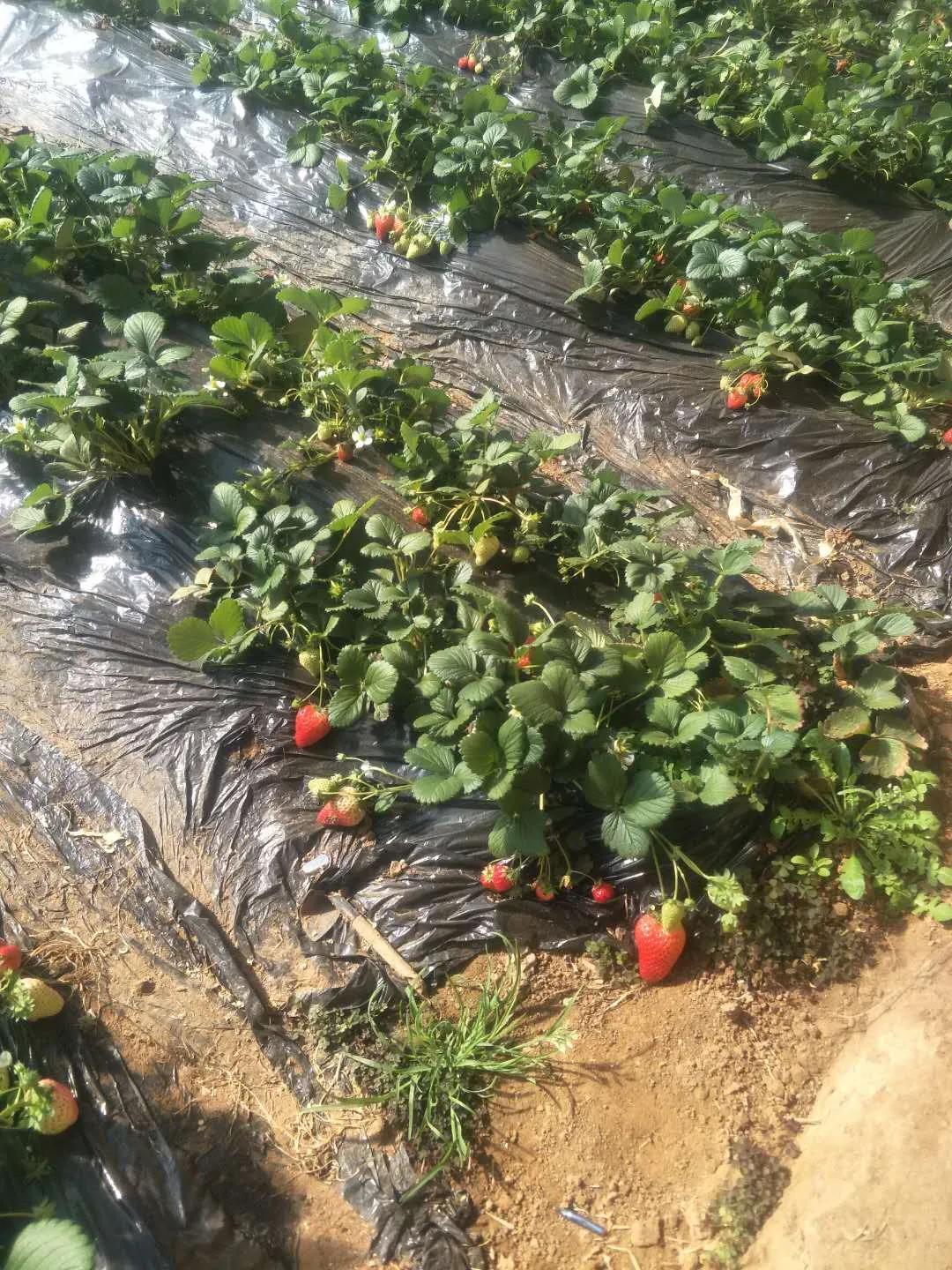 过五一，就来“农味儿十足”黄合少！