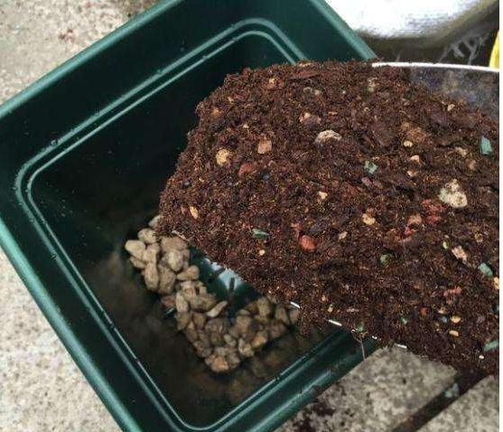 绣球换盆用营养土需要加田园土吗,墨兰换盆用营养土和菜园土可以吗