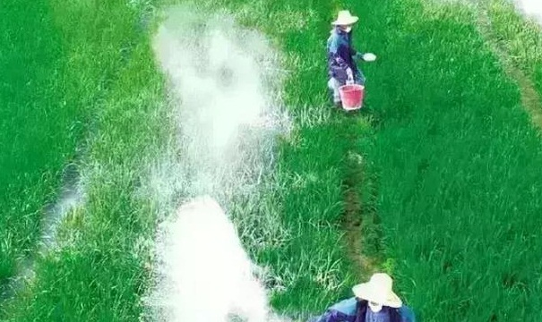 下雨后出现的大蜗牛能摸吗,雨天之后见到这种蜗牛千万不要碰