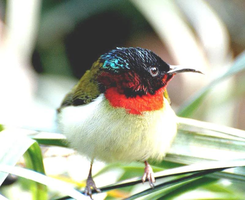 可爱的太阳鸭,可爱的太阳鸟