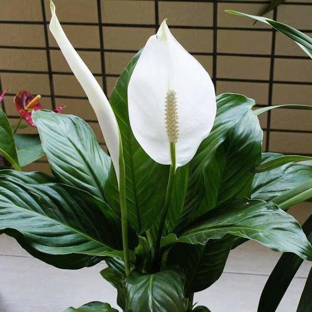 一帆风顺打蔫发黄该怎么办,一帆风顺叶子发蔫变黑的补救方法