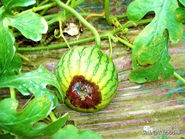 新版西瓜病虫害解决方案,2020西瓜病害视频