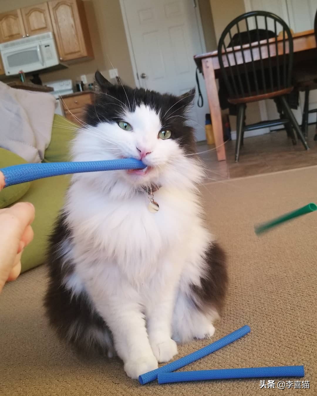 铲屎官必备猫玩具大全 (猫咪必备的10种玩具)