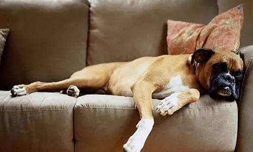 把狗毛都剃了狗会生气吗,把狗毛全部剃完跳蚤就没吗