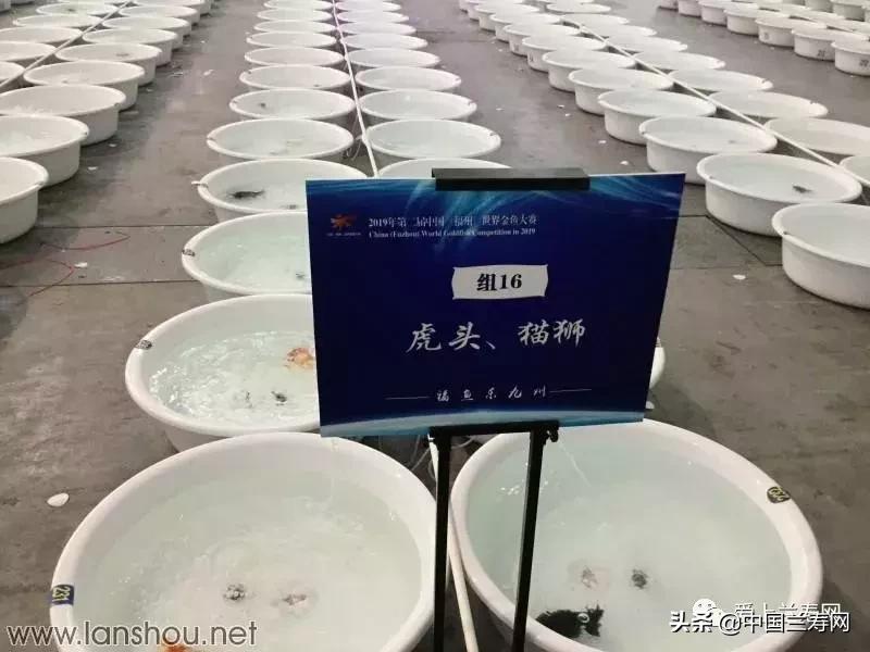 世界金鱼大赛在福州举行,2019中国世界金鱼大赛