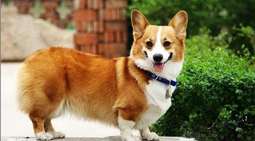 柯基突然狗腿瘸怎么办,柯基瘸了能自愈吗