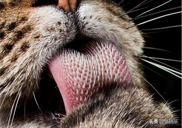 猫咪每天都要舔我脸,猫咪每天要舔自己800次