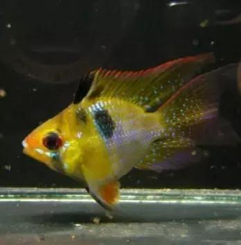 红色黄色的热带鱼是什么热带鱼,热带鱼类型有哪些