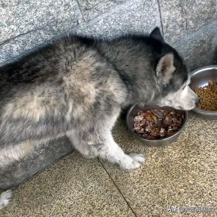 流浪哈士奇偷吃狗粮,哈士奇被饿骨瘦如柴