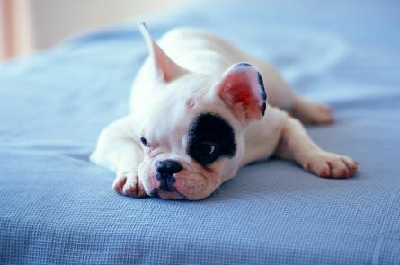 什么是狗狗脊柱病,什么是狗狗软骨病