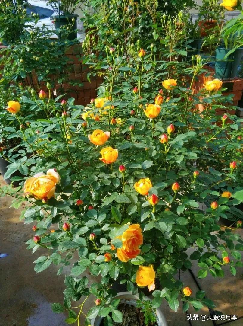 月季春季第一波花要不要剪,月季春季第一波花开后嫁接