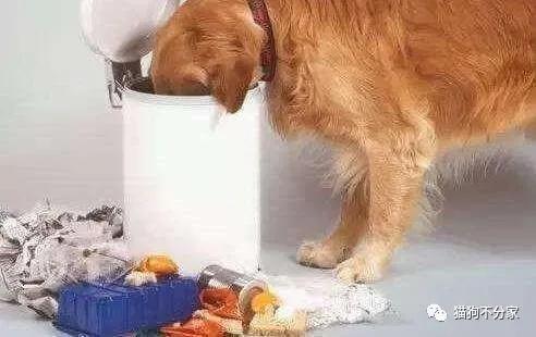 狗狗喜欢吃木头是怎么回事,狗狗喜欢吃纸壳要紧吗