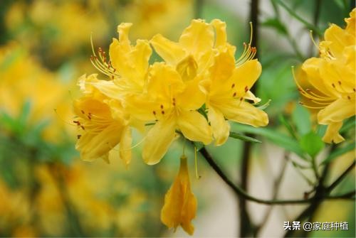 南方植物杜鹃,最容易养的植物杜鹃