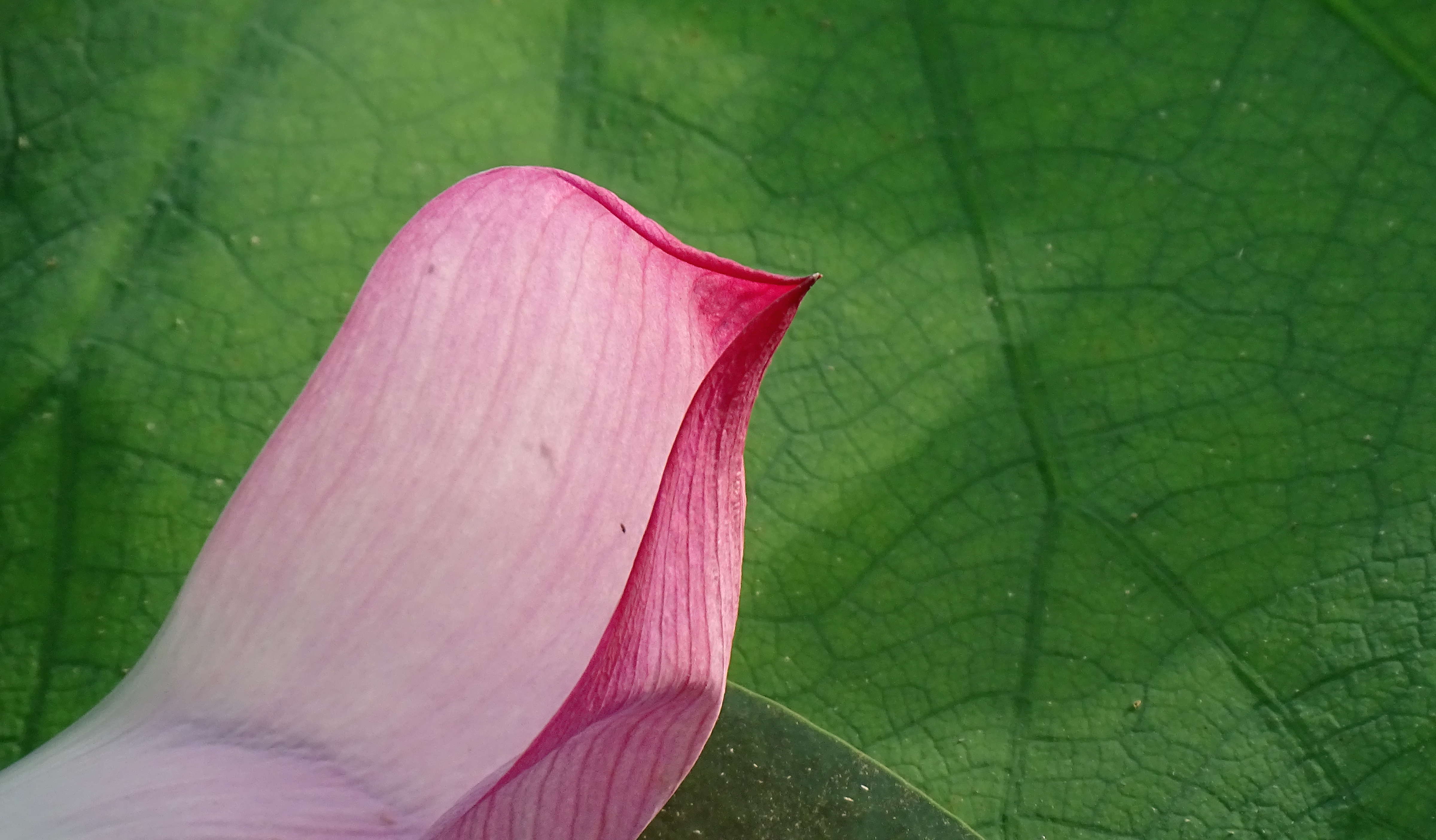 索尼dsc-hx400拍飞机效果,索尼dsc-hx400照片调色