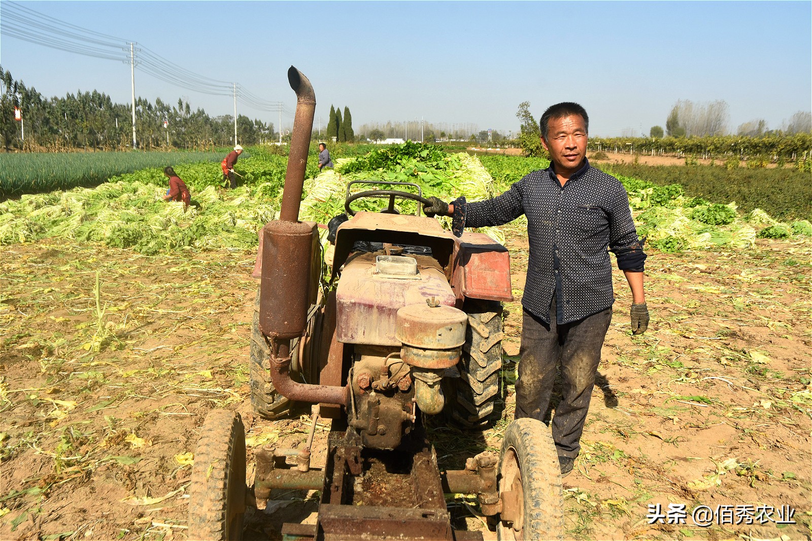 种植雪菜一亩能产多少斤,山东雪菜种植最佳时间