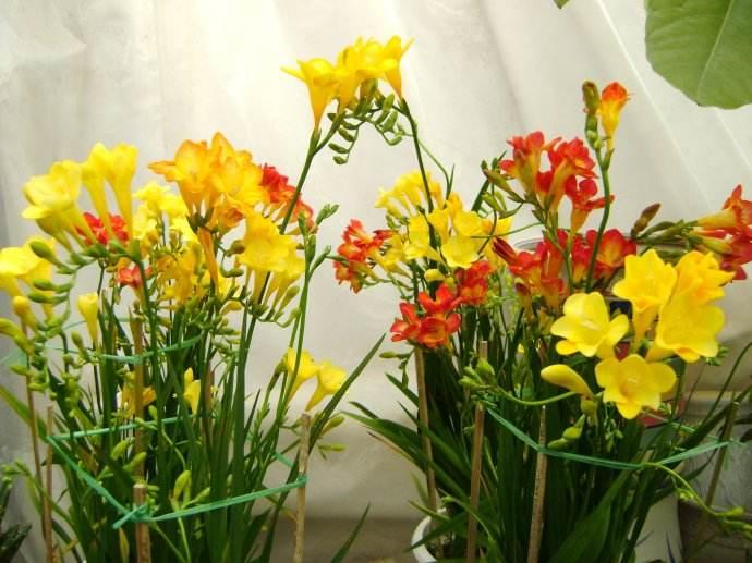 香雪兰开花倒伏可以重新移栽吗,香雪兰倒伏修剪后会影响开花吗