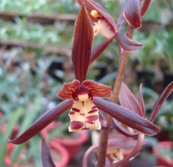 金嘴墨兰的根都空心了怎么办,金边墨兰和金嘴的区别图片