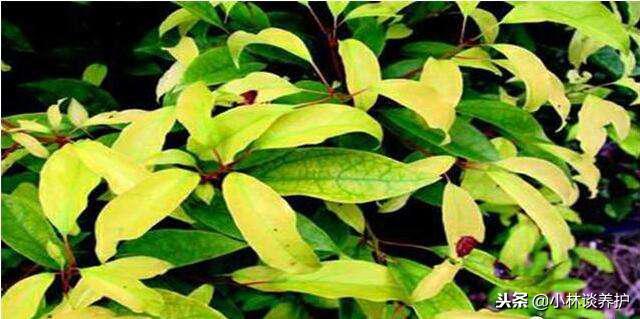 根治香樟黄化病,香樟黄化病怎么引起的