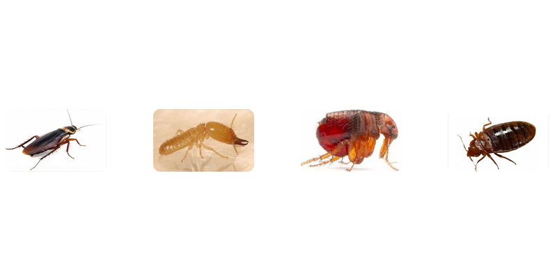 虫害是否严重也是有很大的关系的,关于虫害问题你有什么想了解的