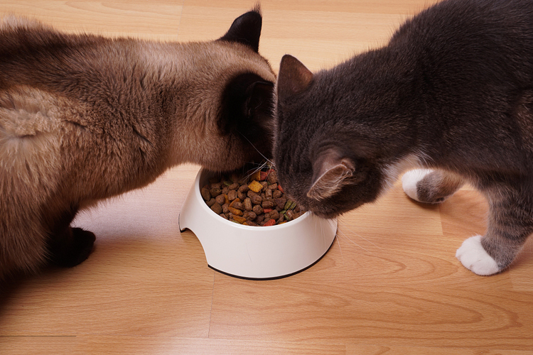 猫咪为什么不爱喝盆里的水,猫咪为啥不爱吃冻干