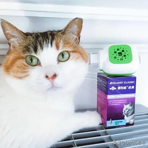 小猫咪很容易被吓一跳怎么办,小猫咪很容易被吓一跳