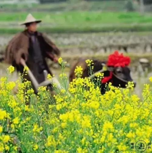 今日春分正是人间好时节,春分小常识每日分享