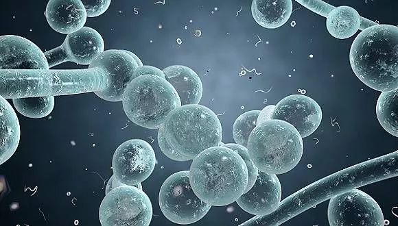 猫咪得了猫癣怎么治最有效,猫咪得了猫癣怎么治疗好得快一些