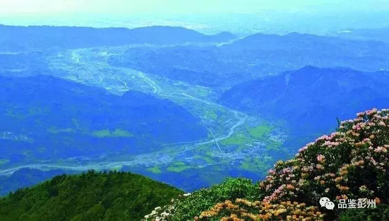 五朵金花组团出战,五朵金花齐聚的时候