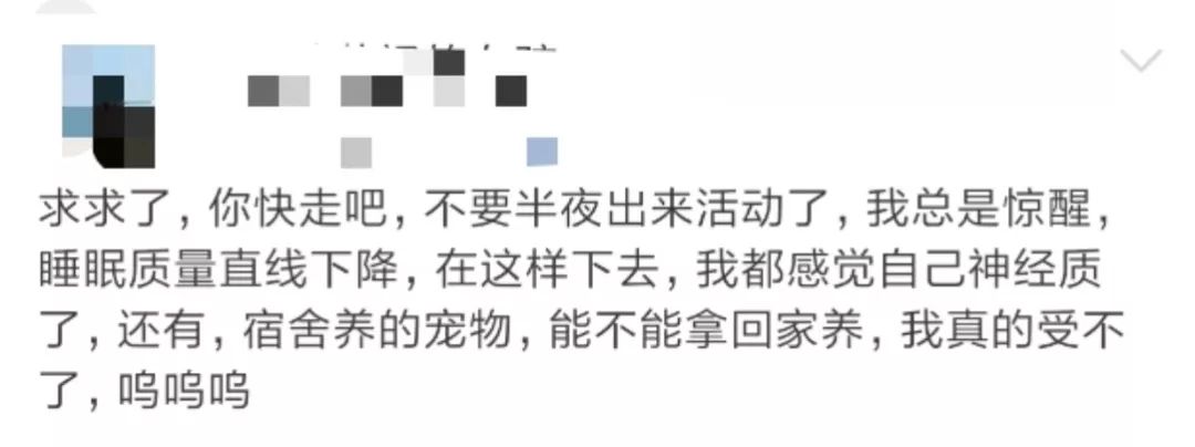 那些年舍友养过的奇葩宠物,你们身边的人都养什么奇怪的宠物