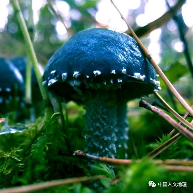 摄影彩色蘑菇,摄影师拍摄迷你蘑菇