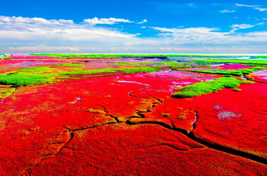 盘锦红海滩五月去好吗,五一盘锦红海滩