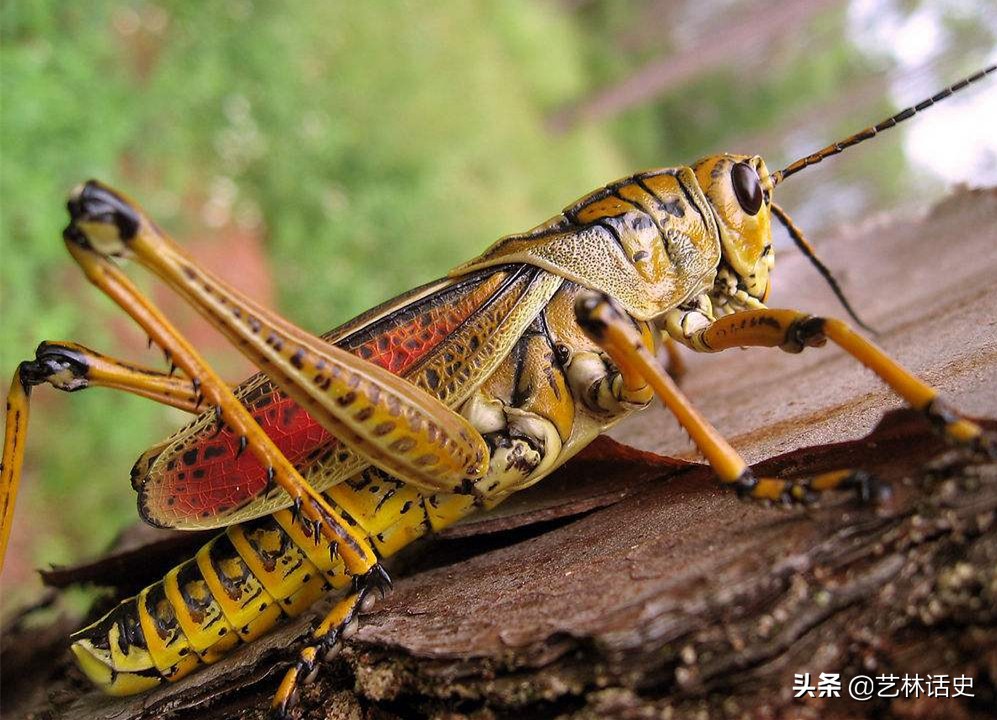 最常引起蝗灾的蝗虫,最严重的蝗虫虫灾