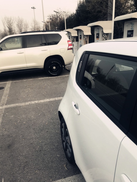 薛定谔的猫实测,欧拉白猫小野猫试驾