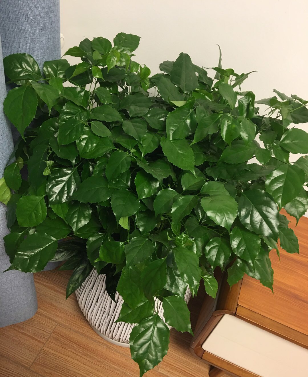 盆栽泥土有虫子怎么办?4个“方法”彻底消灭,花疯长,健康茂盛