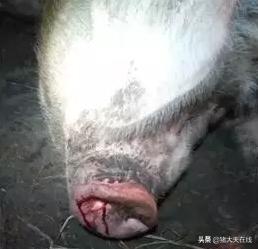 猪一直打喷嚏,猪不停的流鼻涕